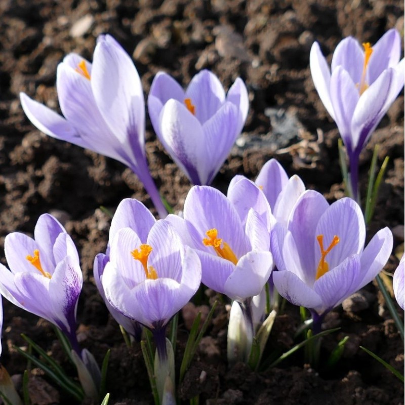 Crocus neglectus