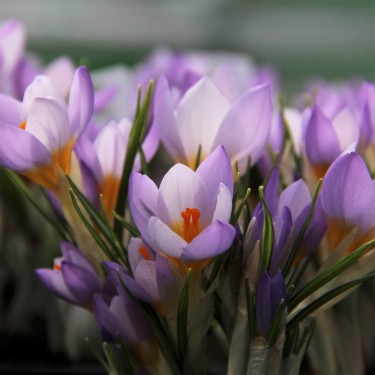 Crocus sieberi 'Firefly'