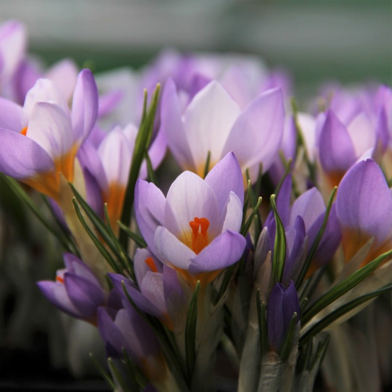 Crocus sieberi 'Firefly'
