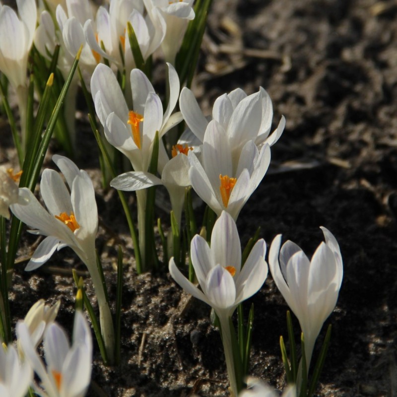 Crocus tommasinianus 'Albus' Crocus tommasinianus 'Albus'