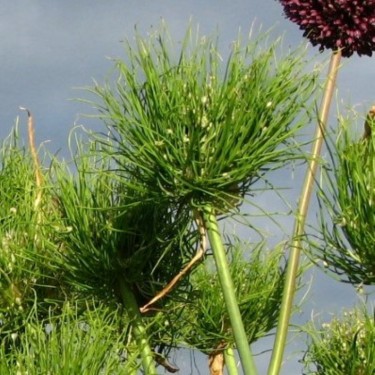 Allium ampeloprasum 'Catweazle'