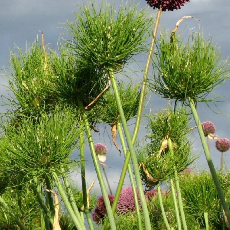 Allium ampeloprasum 'Catweazle'