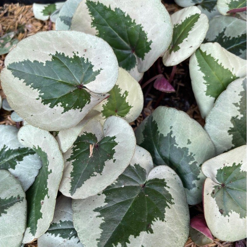 Cyclamen coum -Xmas Tree Pink-