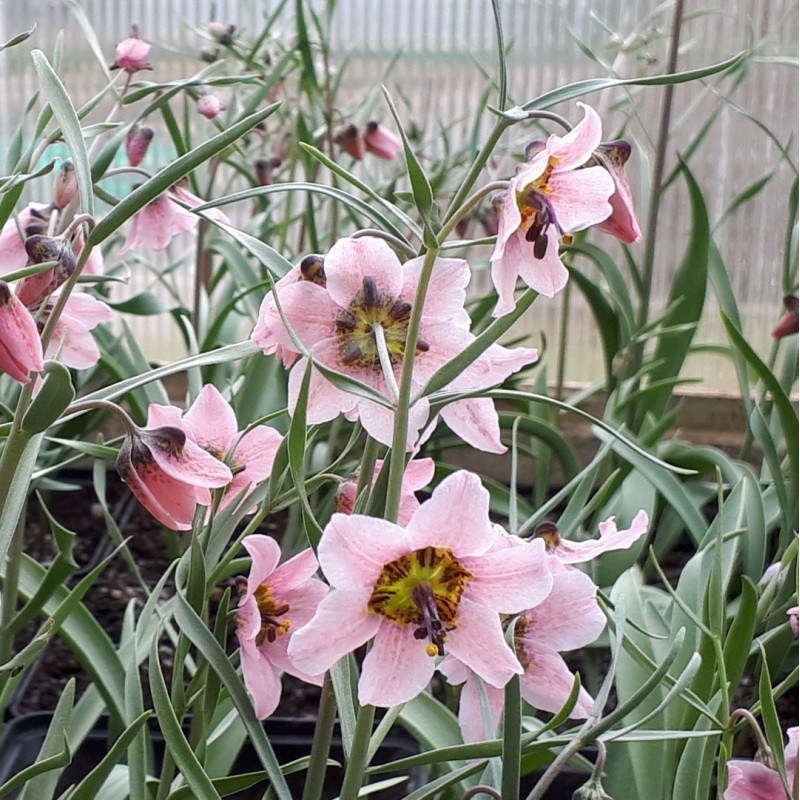 Fritillaria ariana
