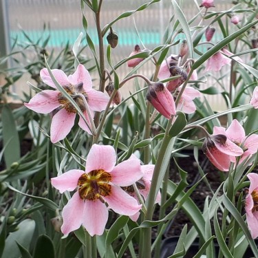 Fritillaria ariana