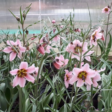 Fritillaria ariana