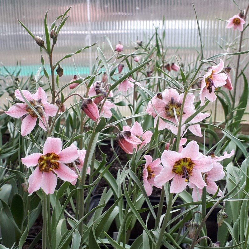 Fritillaria ariana