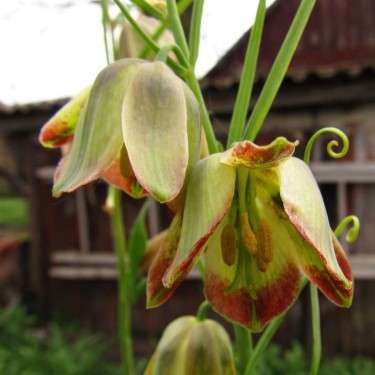 Fritillaria olgae