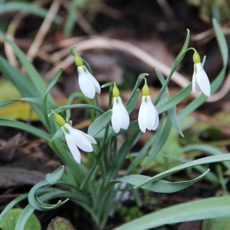 Galanthus gracilis Galanthus gracilis