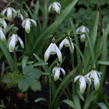 Galanthus 'Viridapice'