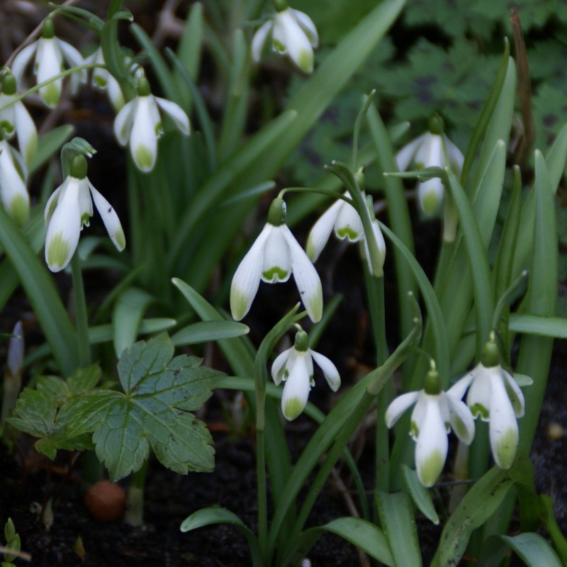 Galanthus 'Viridapice' Galanthus 'Viridapice'