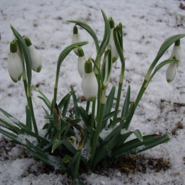 Galanthus 'Viridapice' Galanthus 'Viridapice'