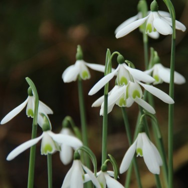 Galanthus reginae-olgae
