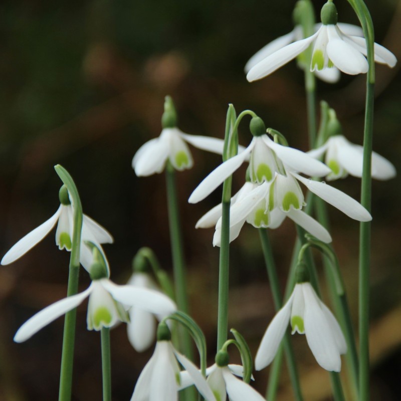 Galanthus reginae-olgae Galanthus reginae-olgae