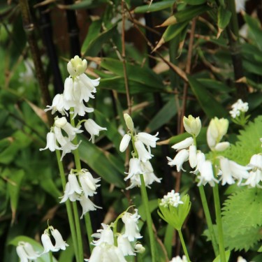 Hyacinthoides non-scripta 'Alba' Hyacinthoides non-scripta 'Alba'