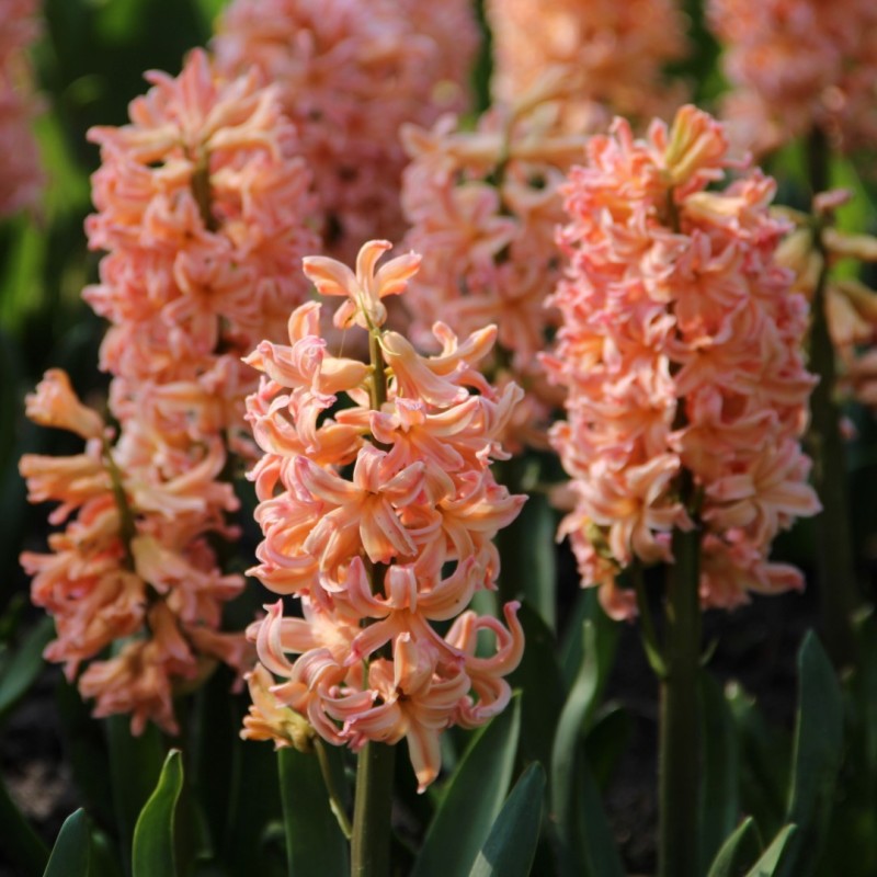 Hyacinthus orientalis 'Gipsy Queen' Hyacinthus orientalis 'Gipsy Queen'