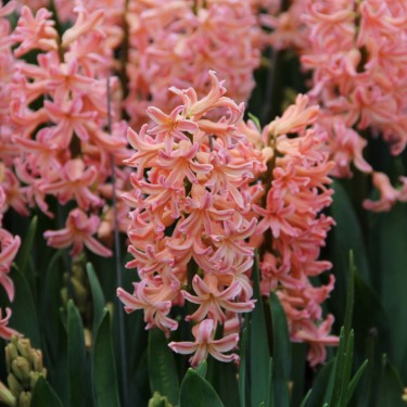 Hyacinthus orientalis 'Gipsy Queen' Hyacinthus orientalis 'Gipsy Queen'