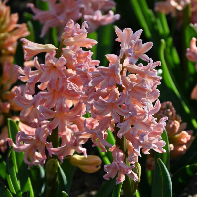 Hyacinthus orientalis 'Gipsy Queen' Hyacinthus orientalis 'Gipsy Queen'