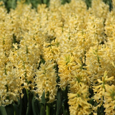 Hyacinthus orientalis 'Yellow Queen' Hyacinthus orientalis 'Yellow Queen'