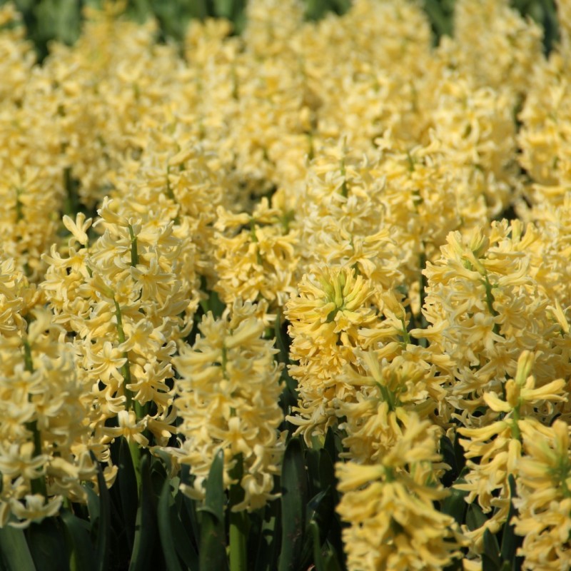 Hyacinthus orientalis 'Yellow Queen' Hyacinthus orientalis 'Yellow Queen'