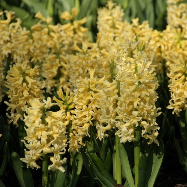 Hyacinthus orientalis 'Yellow Queen' Hyacinthus orientalis 'Yellow Queen'
