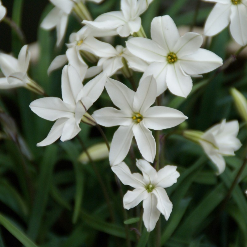 Ipheion uniflorum 'Alberto Castillo' Ipheion uniflorum 'Alberto Castillo'
