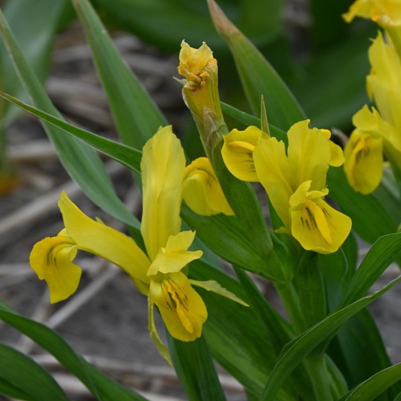 Iris bucharica 'Top Gold' Iris bucharica 'Top Gold'