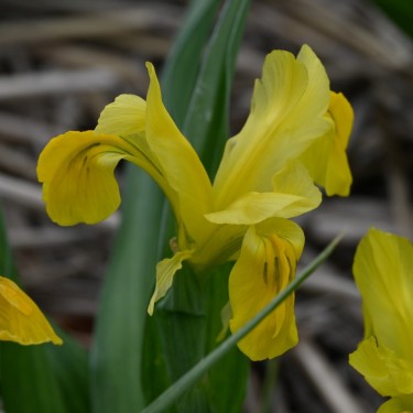 Iris bucharica 'Top Gold' Iris bucharica 'Top Gold'