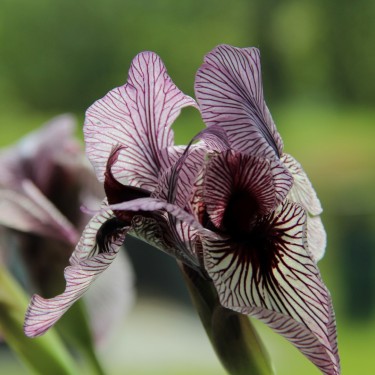 Iris korolkowii Iris korolkowii