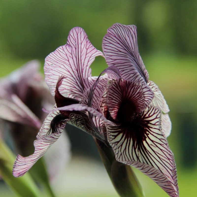 Iris korolkowii Iris korolkowii