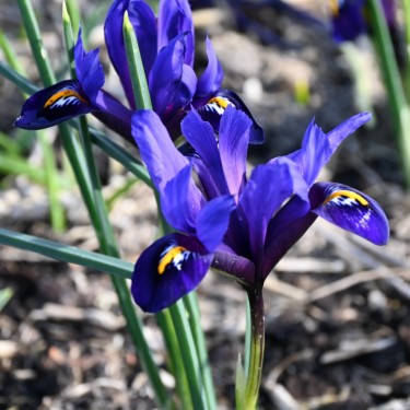 Iris reticulata 'Blue Hill'