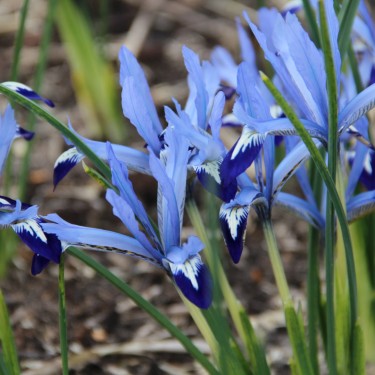 Iris reticulata 'Clairette'
