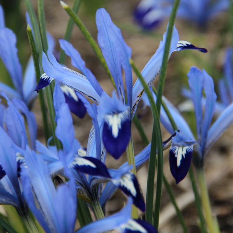 Iris reticulata 'Clairette' Iris reticulata 'Clairette'