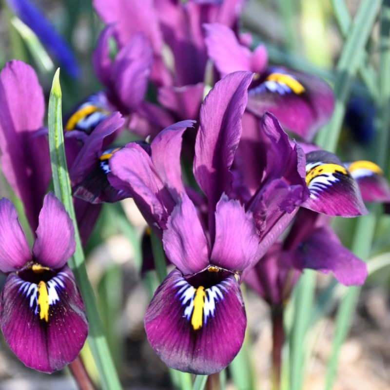 Iris reticulata 'Purple Hill' Iris reticulata 'Purple Hill'