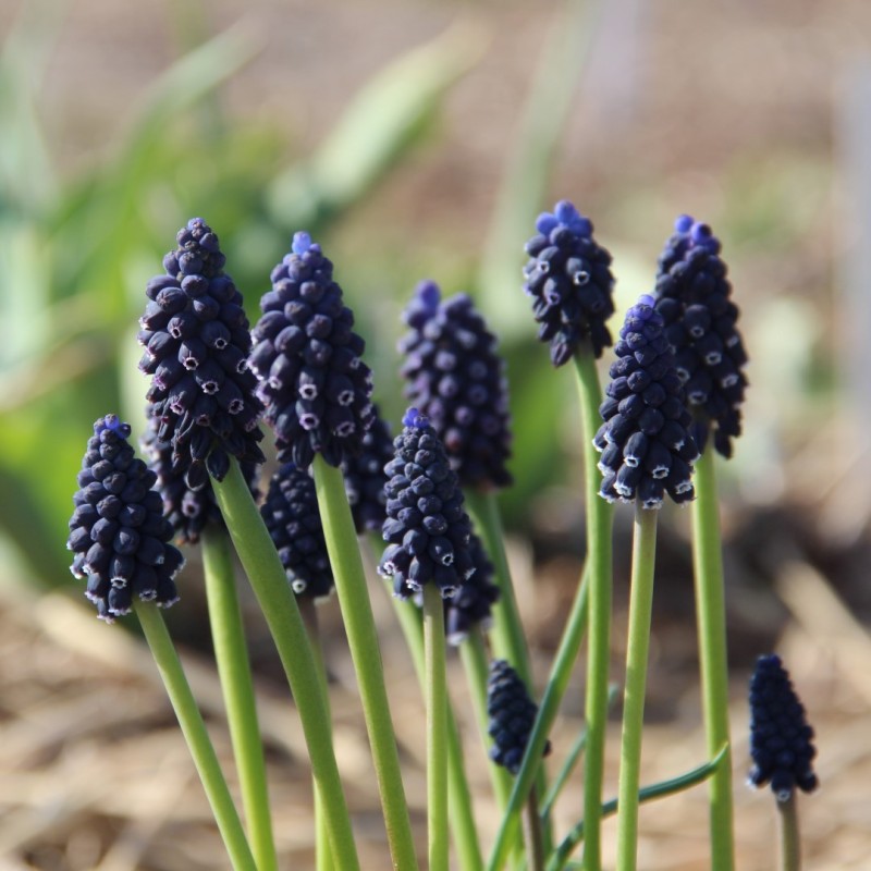 Muscari neglectum Muscari neglectum