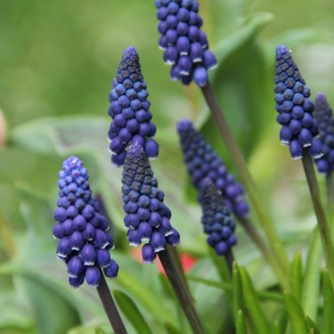 Muscari neglectum Muscari neglectum