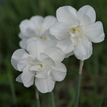 Narcissus 'Daphne'