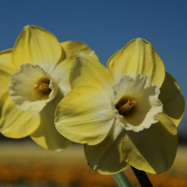 Narcissus 'Avalon' Narcissus 'Avalon'