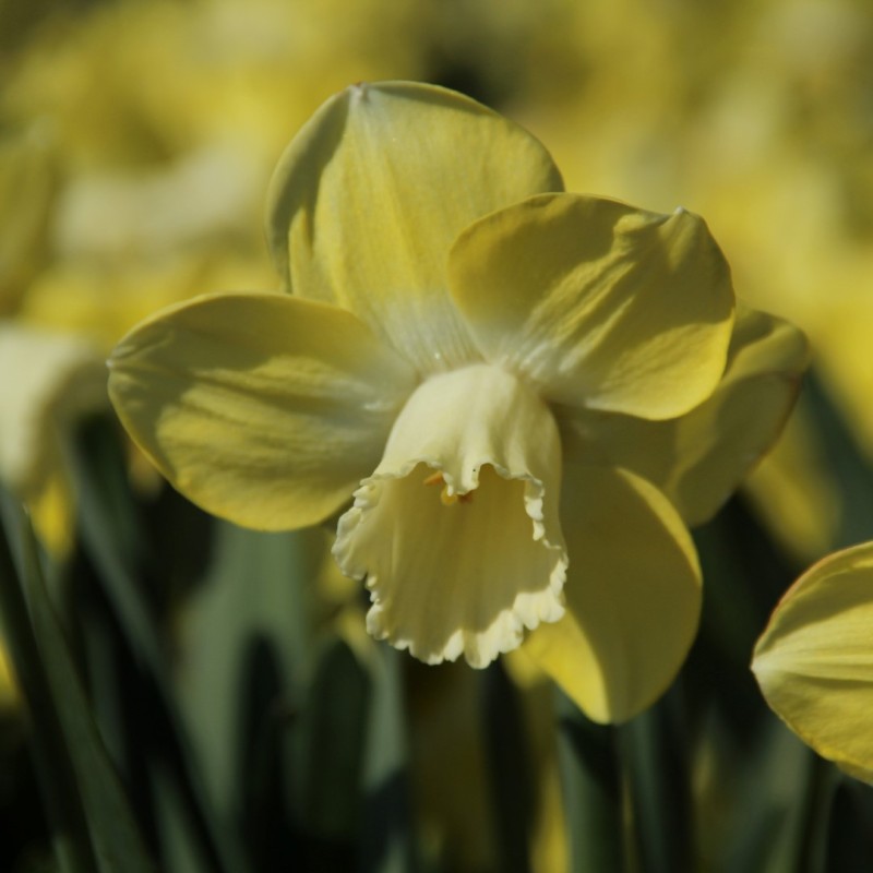 Narcissus 'Avalon' Narcissus 'Avalon'