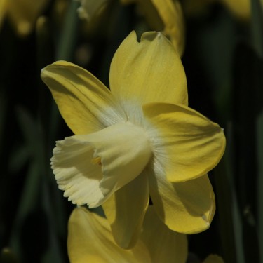 Narcissus 'Avalon' Narcissus 'Avalon'