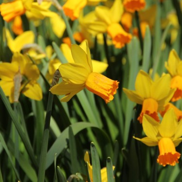 Narcissus 'Jetfire'