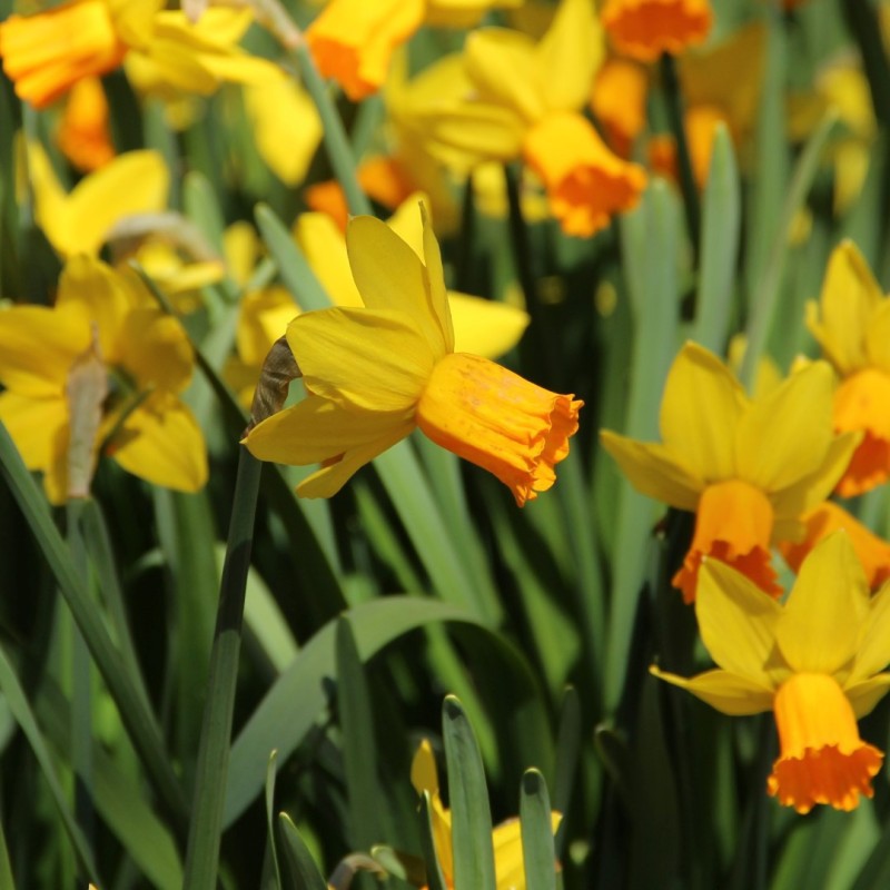 Narcissus 'Jetfire'