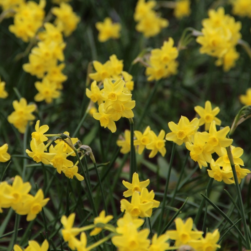 Narcissus 'Sabrosa' Narcissus 'Sabrosa'