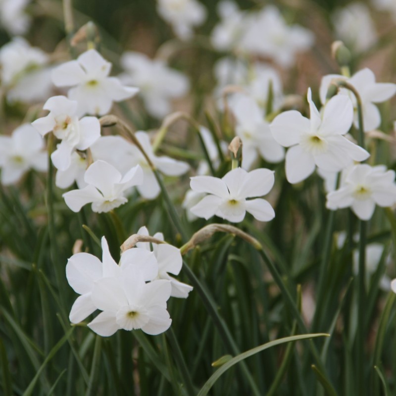 Narcissus 'Xit'
