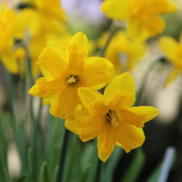 Narcissus 'Winter Starlet'