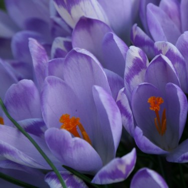 Crocus heuffelianus 'Shockwave'