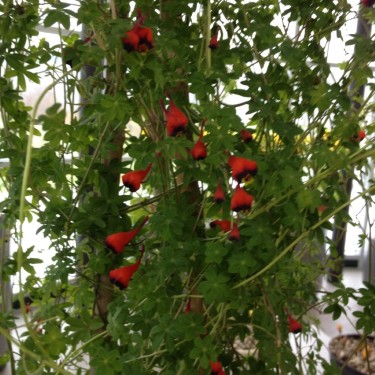 Tropaeolum tricolor