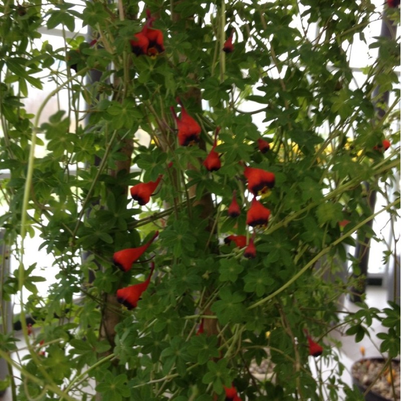 Tropaeolum tricolor