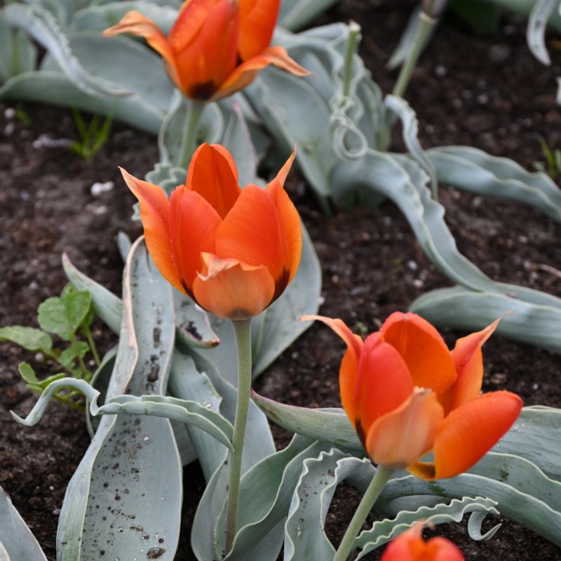 Tulipa albertii Tulipa albertii