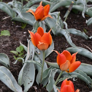 Tulipa albertii Tulipa albertii